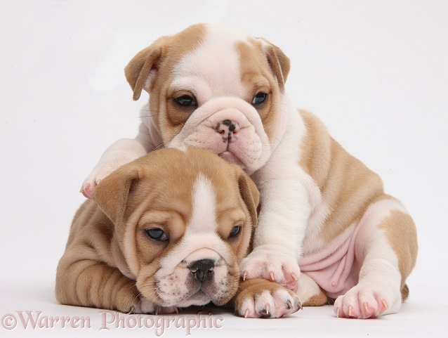 Two cute bulldog pups, 5 weeks old, white background