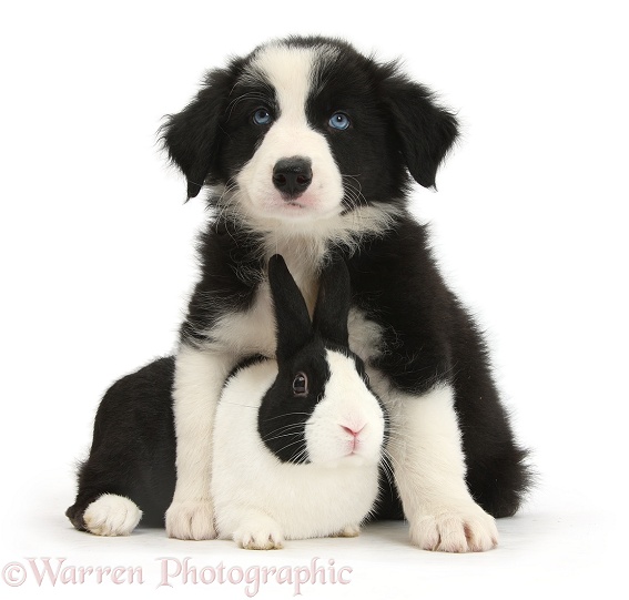 Black-and-white Border Collie pup and black Dutch rabbit, white background