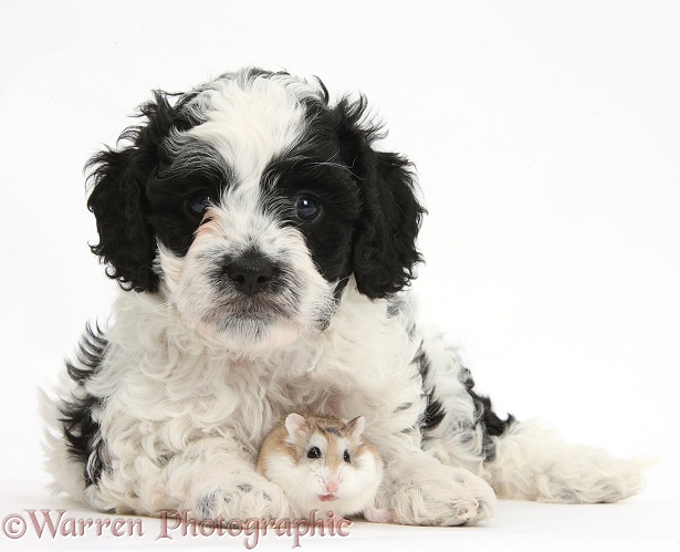 Cute black-and-white Cavapoo puppy, 5 weeks old, and Roborovski Hamster, white background
