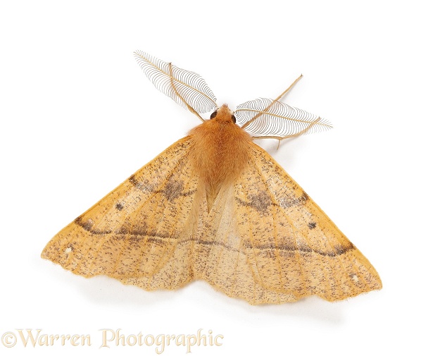 Feathered Thorn Moth (Colotois pennaria) male showing antennae, white background