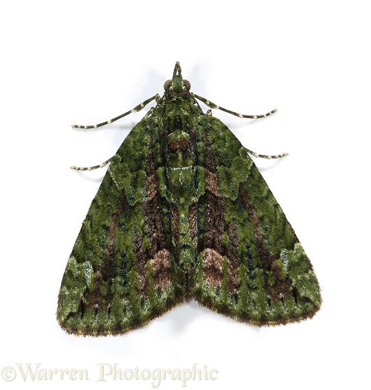 Red-green Carpet Moth (Chloroclysta siterata), white background