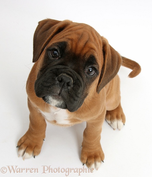 Boxer puppy, Boris, 12 weeks old, sitting and looking up, white background