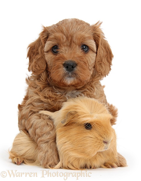 Cute red Cavapoo puppy, 5 weeks old, hugging a ginger Guinea pig, white background
