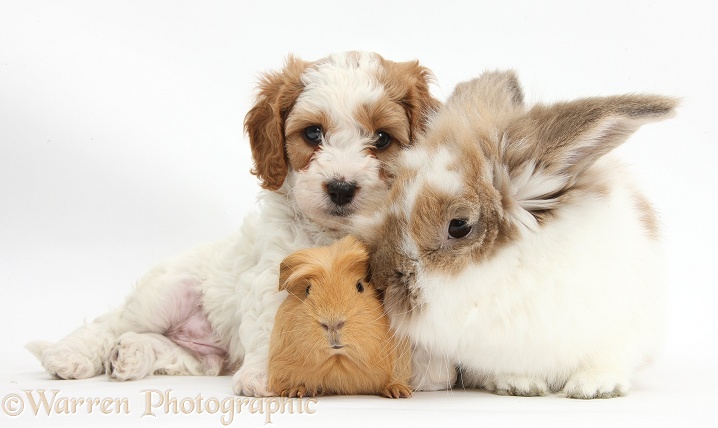 Cute red-and-white Cavapoo puppy, 5 weeks old, with sandy-and-white rabbit and ginger Guinea pig, white background