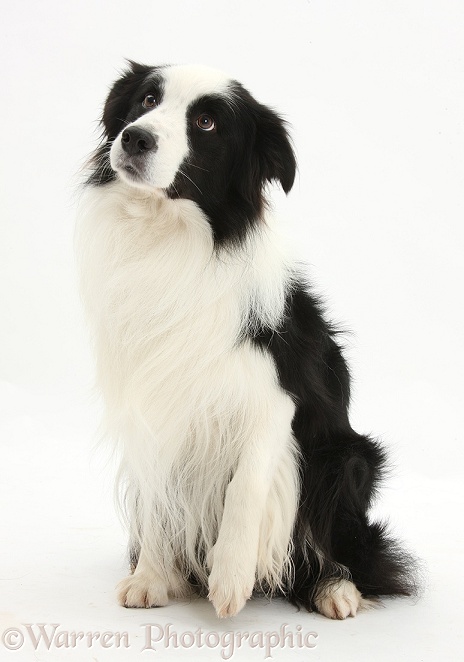 Black-and-white Border Collie stud dog, Ben, sitting and looking up with a slightly raised paw, white background