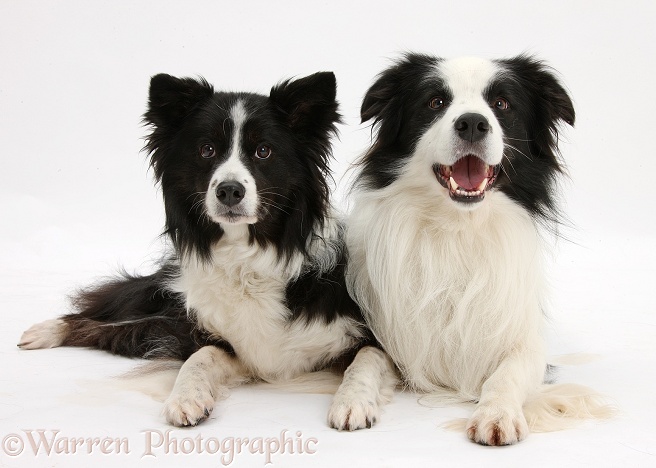 Black-and-white Border Collie dog, Ben, and bitch, lying with head up, white background