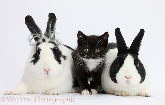 Black-and-white tuxedo kitten with black-and-white and Dutch rabbits, white background