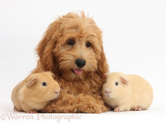 Cute red toy Goldendoodle puppy, Flicker, 12 weeks old, with two yellow Guinea pigs, white background