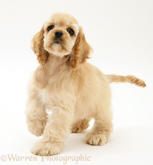 Buff American Cocker Spaniel pup, China, 10 weeks old, standing with raised paw, white background