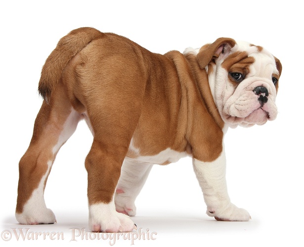 Bulldog puppy standing and looking back, white background
