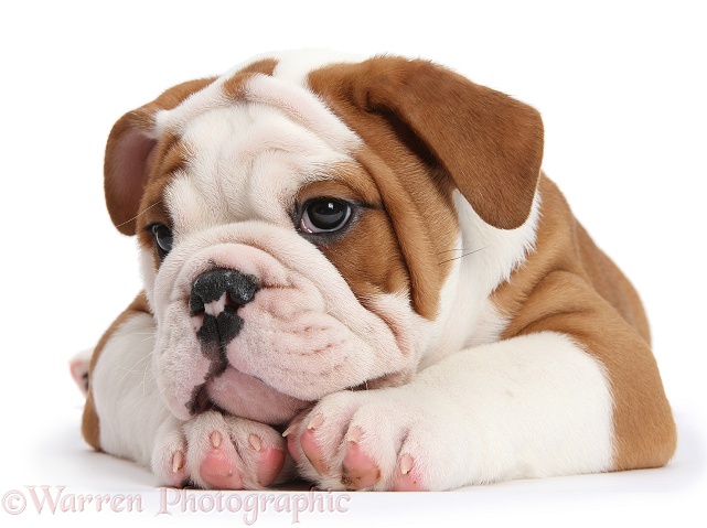 Bulldog puppy with chin on paws, white background