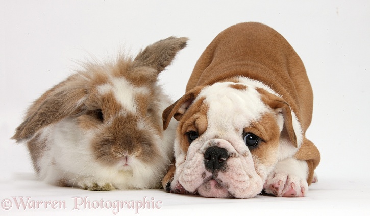 Bulldog puppy and Lionhead-Lop rabbit, white background