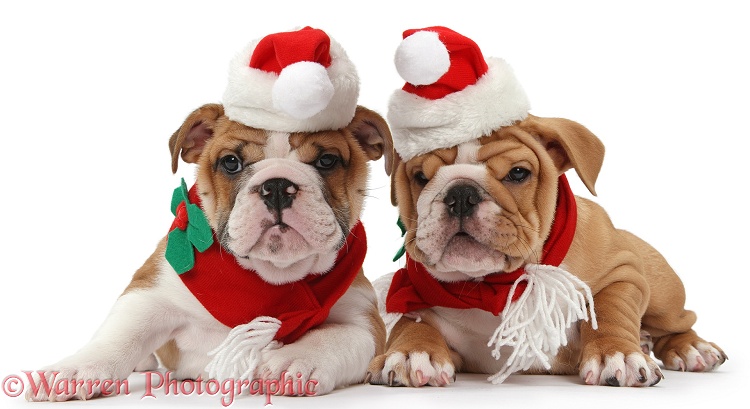 Bulldog puppies wearing Santa hat and scarf, white background