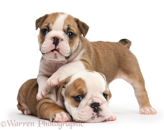 Two cute bulldog pups, 5 weeks old, white background