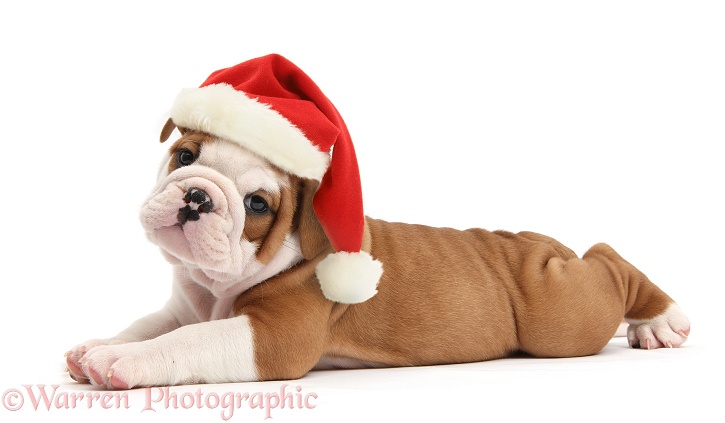 Cute bulldog pup, 5 weeks old, lying stretched out and wearing a Father Christmas hat, white background