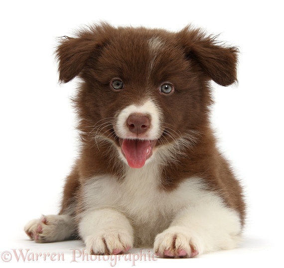 Happy Chocolate Border Collie pup lying with head up, white background