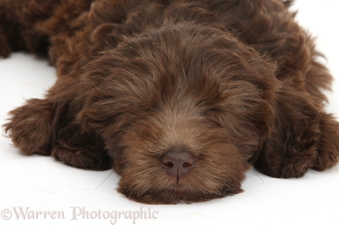 Chocolate Labradoodle puppy, 9 weeks old, sleeping, white background