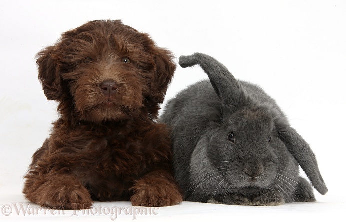 Chocolate Labradoodle puppy, 9 weeks old, with blue Lop rabbit, white background