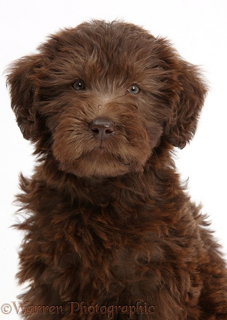 Chocolate Labradoodle puppy, 9 weeks old, sitting, white background