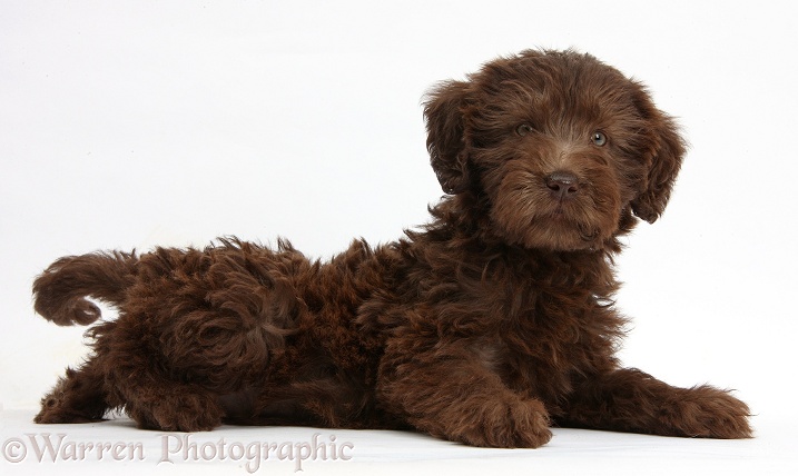 Chocolate Labradoodle puppy, 9 weeks old, lying with head up, white background