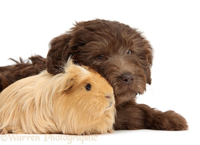 Chocolate Labradoodle puppy, 9 weeks old, with golden Guinea pig, white background