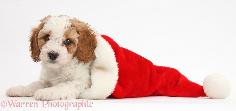 Cute red-and-white Cavapoo puppy, 6 weeks old, in a Father Christmas hat, white background