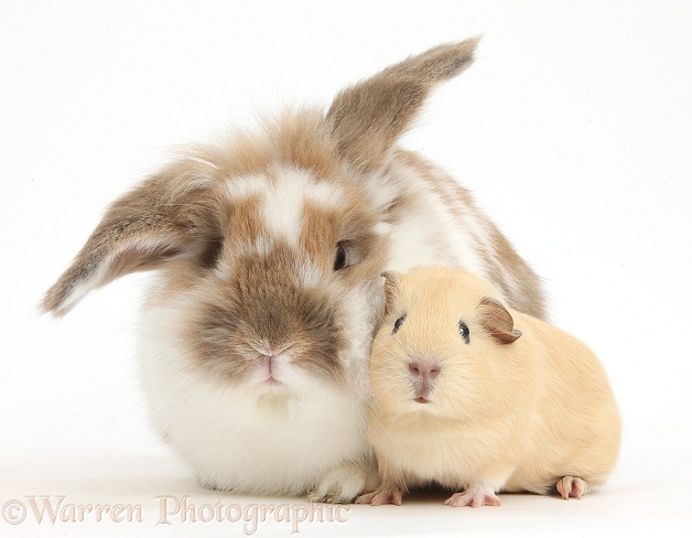 Brown-and-white rabbit and baby yellow Guinea pig, white background