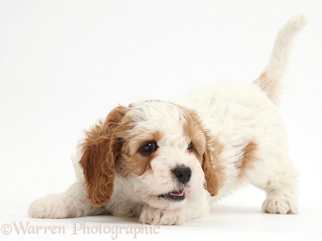 Cute red-and-white playful Cavapoo puppy, 6 weeks old, white background