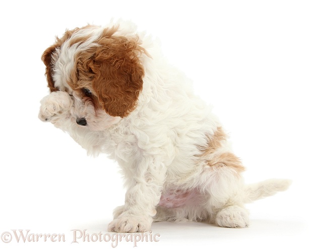 Cute red-and-white Cavapoo puppy, 6 weeks old, looking bashfully through a raised paw, white background