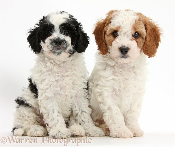 Cute Cavapoo puppies, 6 weeks old, sitting, white background