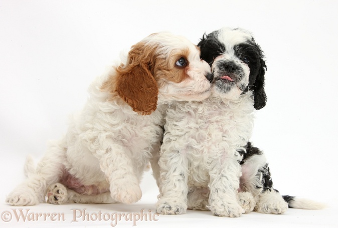 Cute black-and-white Cavapoo puppies, 6 weeks old, kissing, white background