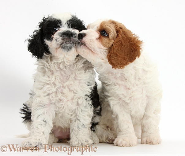 Cute black-and-white Cavapoo puppies, 6 weeks old, kissing, white background
