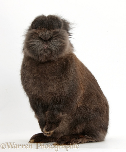 Funny Lionhead rabbit sitting up, white background