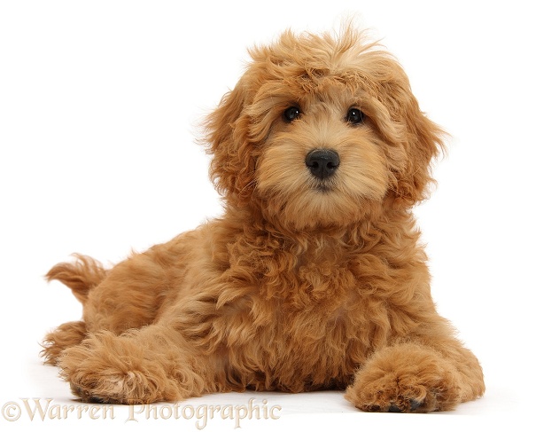 Cute red toy Goldendoodle puppy, Flicker, 12 weeks old, lying with head up, white background