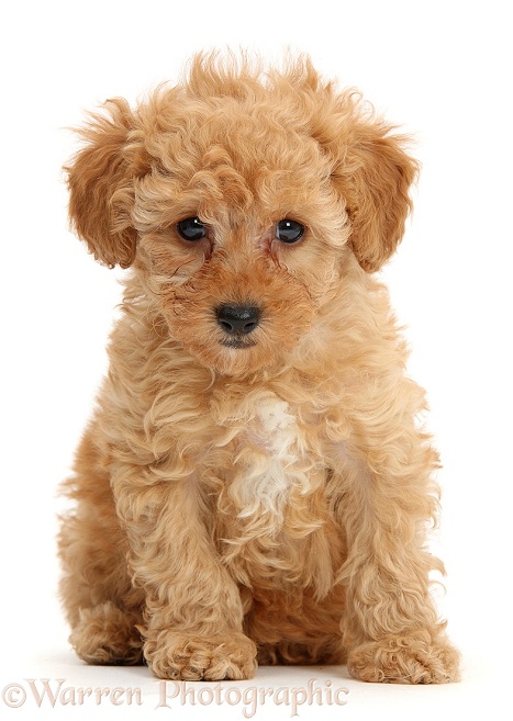 Cute red Toy Poodle puppy sitting, white background