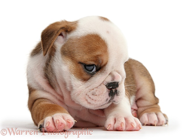 Cute bashful-looking bulldog pup, 5 weeks old, lying with head up, white background