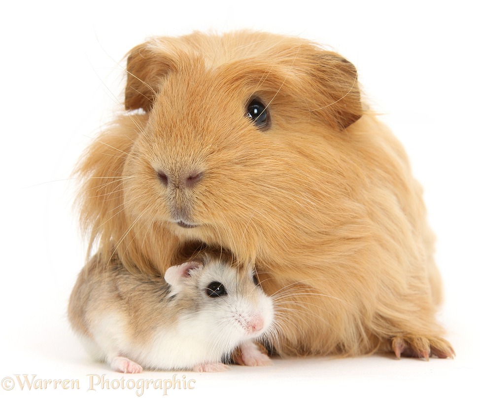 Ginger Guinea pig and Roborovski Hamster, white background
