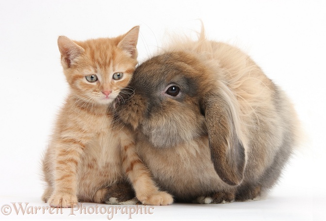Ginger kitten and Lionhead-Lop rabbit, Dibdab, white background