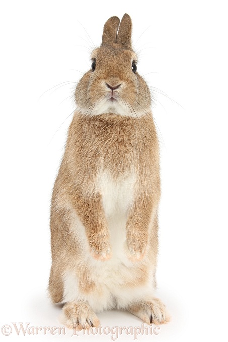 Sandy Netherland dwarf-cross rabbit, Peter, standing up, white background