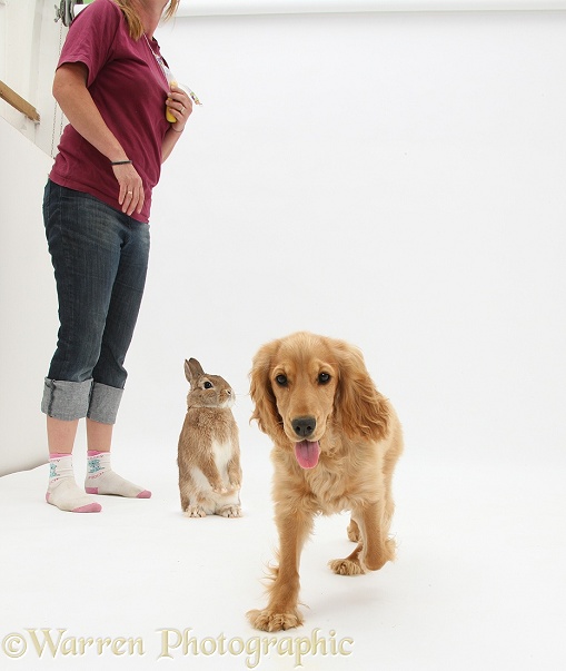 Britta trying to get Golden Cocker Spaniel, Sadie, 6 months old, and Netherland Dwarf-cross rabbit, Peter, together for a photo shoot. Peter has had enough or Sadie's antics and sends her packing, white background