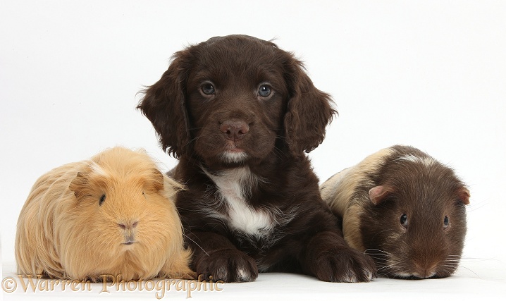 Chocolate Cocker Spaniel puppy and Guinea pigs, white background
