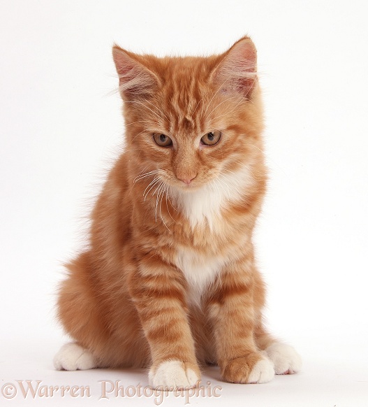 Ginger kitten, Butch, 3 months old, sitting and looking down, white background