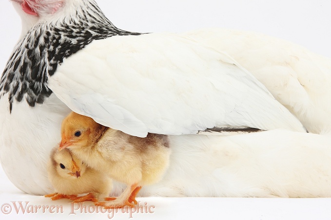 Two yellow chicks under wing of mother hen, white background