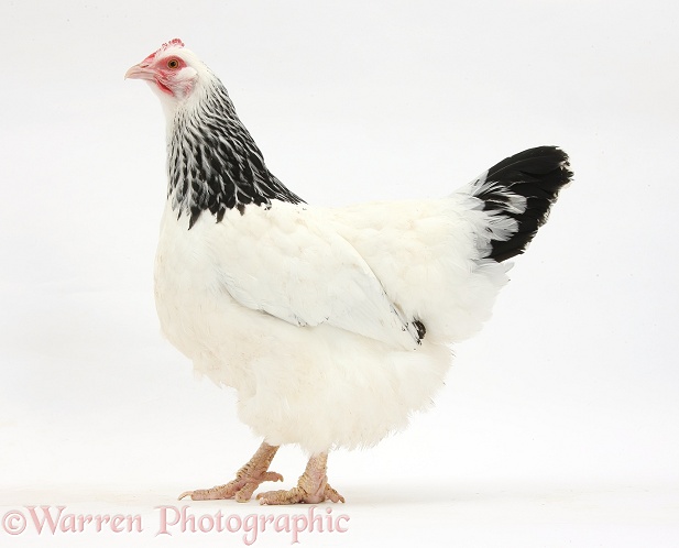 Light Sussex bantam hen, white background