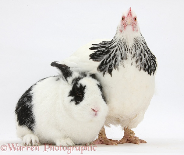 Light Sussex bantam hen and black-and-white rabbit, Bandit, white background