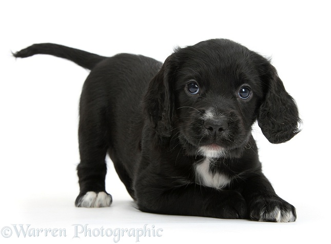 Black Cocker Spaniel puppy in play-bow, white background