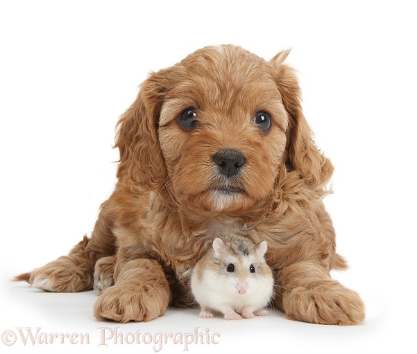 Cute red Cavapoo puppy, 5 weeks old, and Roborovski Hamster, white background