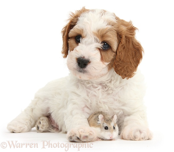 Cute red-and-white Cavapoo puppy, 5 weeks old, and Roborovski Hamster, white background