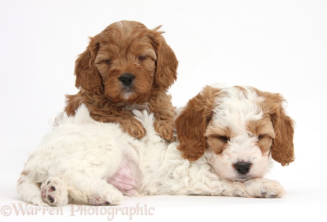 Cute red and red-and-white sleepy Cavapoo puppies, 5 weeks old, white background