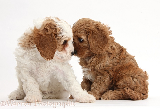 Cute red and red-and-white Cavapoo puppies, 5 weeks old, staring lovingly into each other's eyes, white background